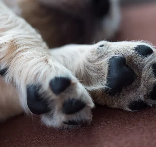 quantos dedos tem um cachorro