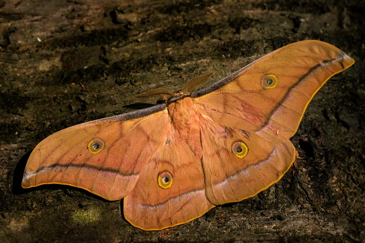 diferença entre as asas de mariposas e borboleta