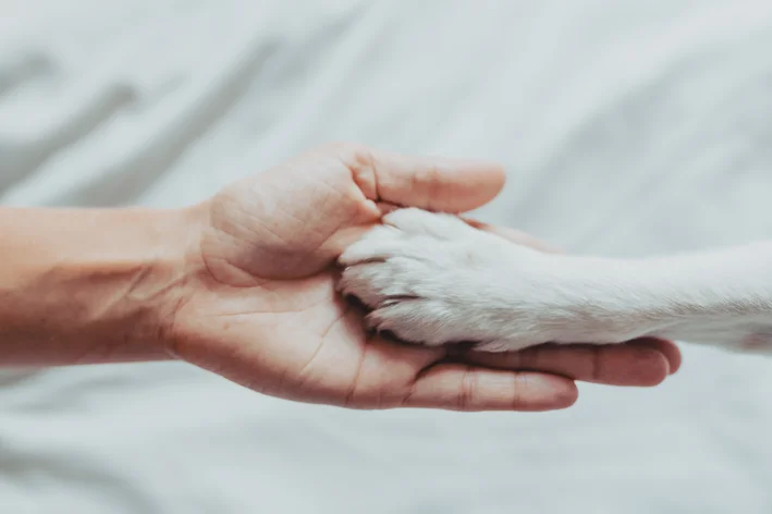 quantos dedos os cachorros tem