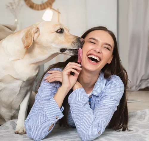 porque os cachorros lambem os donos