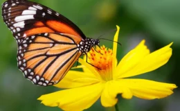 curiosidades sobre borboleta e mariposa