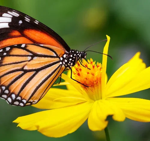curiosidades sobre borboleta e mariposa