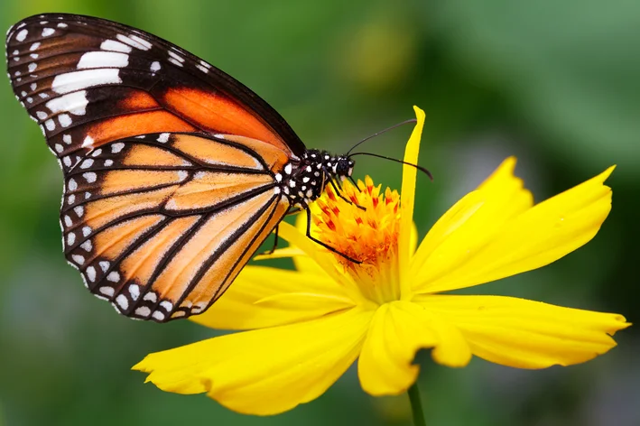 curiosidades sobre borboleta e mariposa