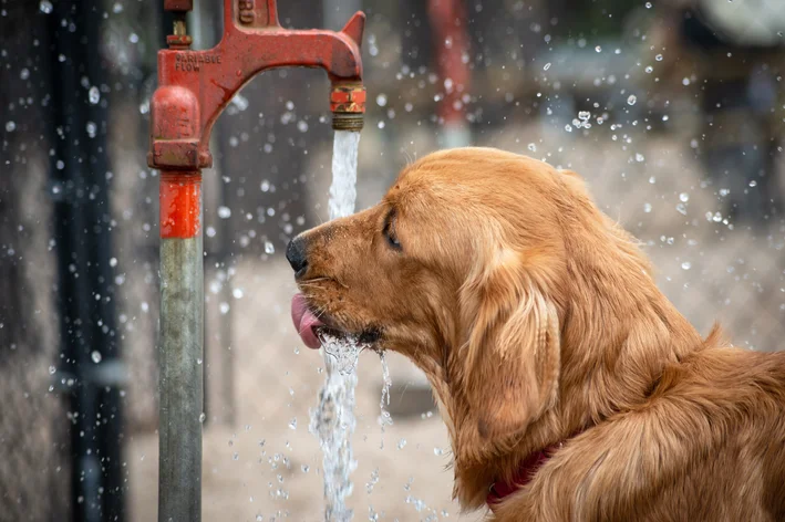 cachorro doente bebendo água