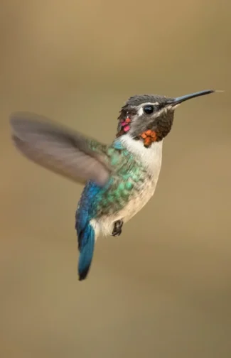 beija-flor-abelha