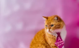 gatinha com gravata da campanha outubro rosa pet