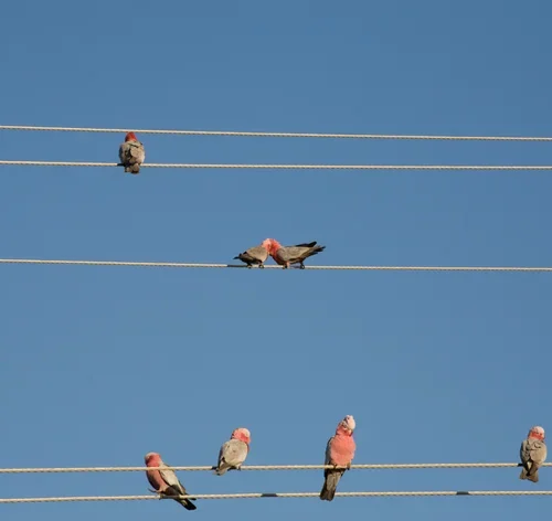 papagaios invadem argentina rapidamente
