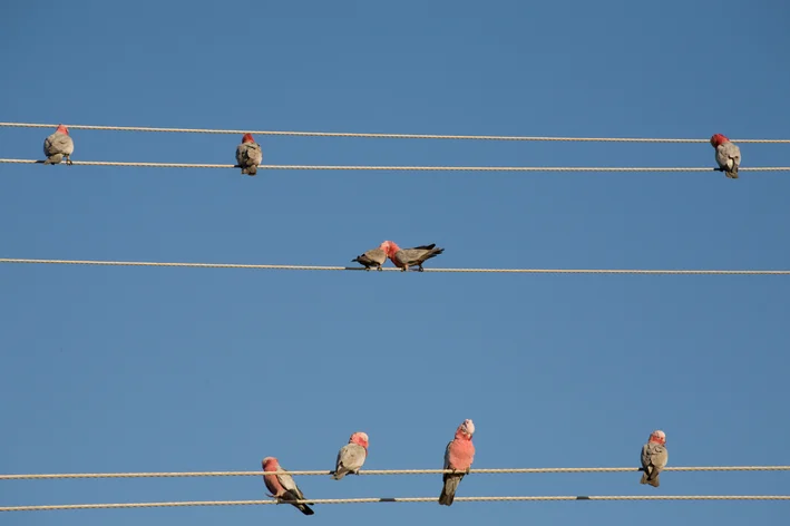 papagaios invadem argentina rapidamente