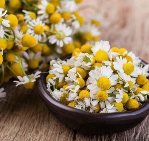 camomila plantas-cicatrizante e anti-inflamatoria