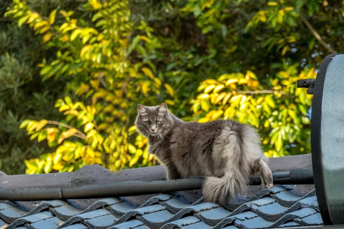 como espantar gatos do vizinho do meu quintal