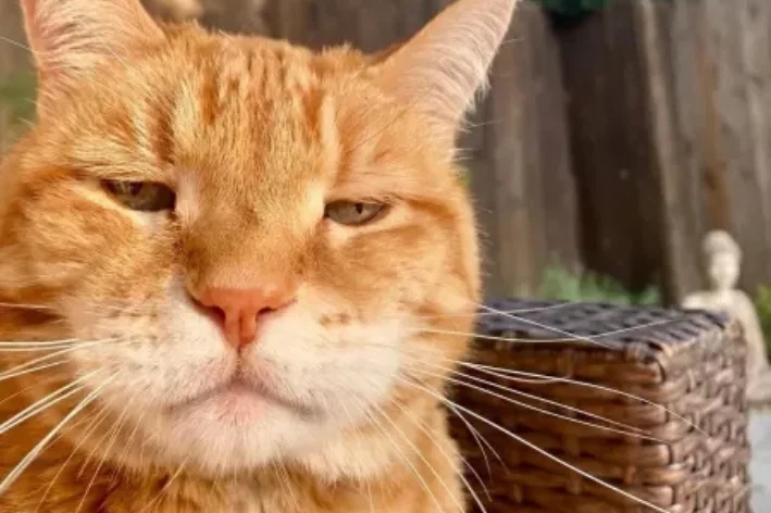 gato julgando