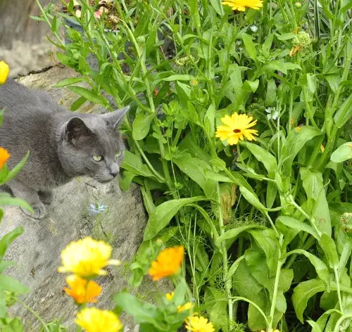 Como espantar gato do quintal
