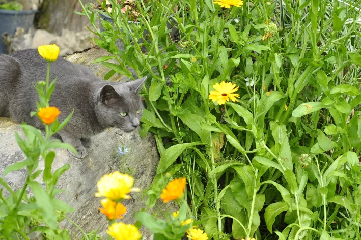 Como espantar gato do quintal