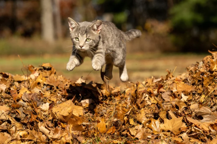 Como espantar gatos da garagem