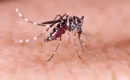 Cachorro pega dengue? Entenda os riscos que o Aedes aegypti pode causar em pets 1