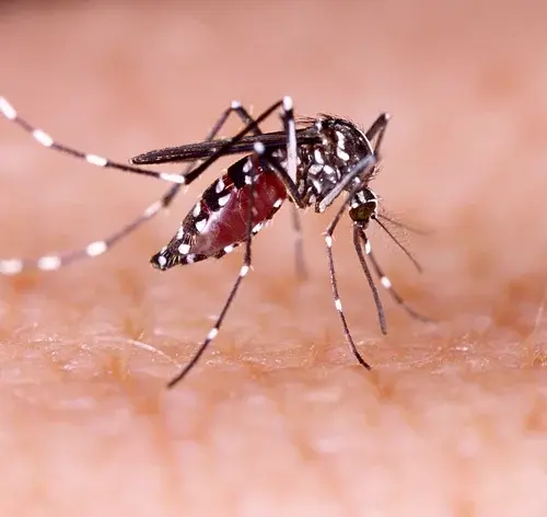 Cachorro pega dengue? Entenda os riscos que o Aedes aegypti pode causar em pets 1