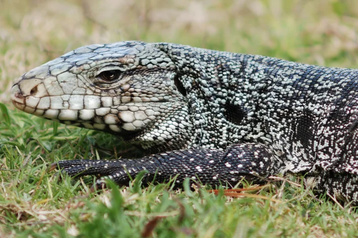 lagarto teiu de estimação
