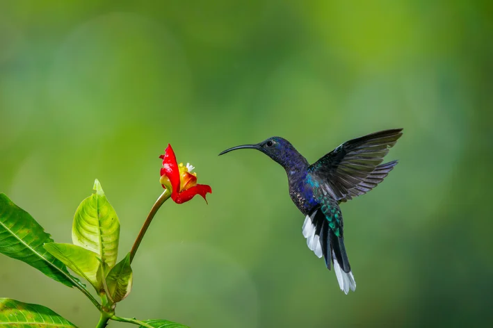 como atrair beija-flor no quintal