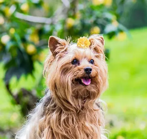feminino de cachorro