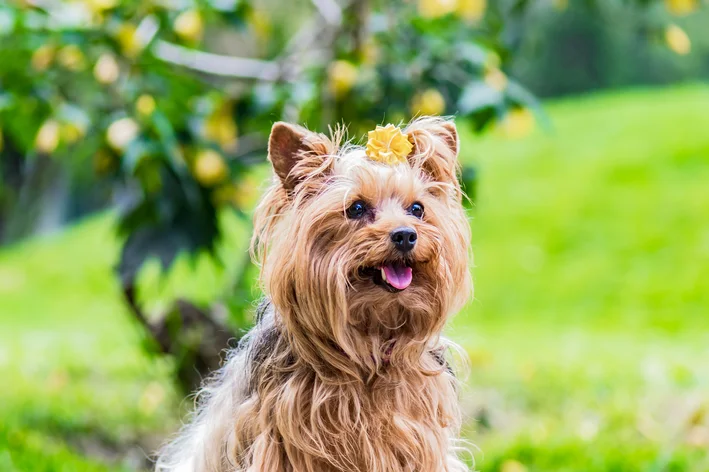 feminino de cachorro