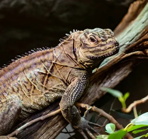 Lagarto Teiú