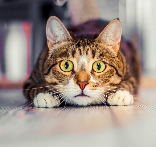 gato tem medo de pepino