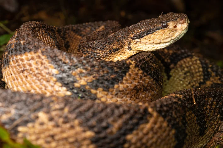 espécie de cobras brasileiras