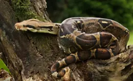 cobras brasileiras não venenosas