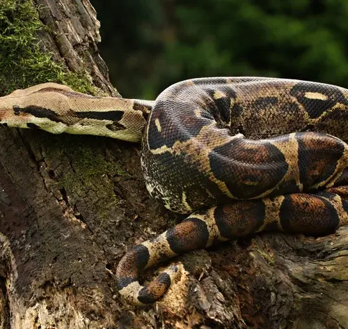 cobras brasileiras não venenosas