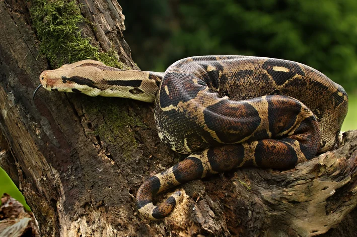 cobras brasileiras não venenosas