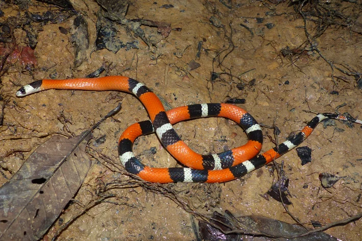 tipo de cobras brasileiras Falsa-coral  