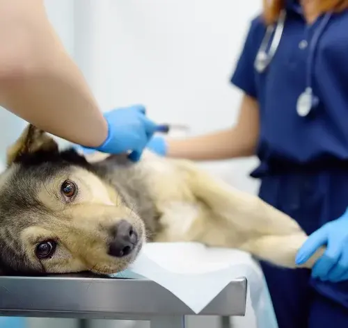 linfoma em cães