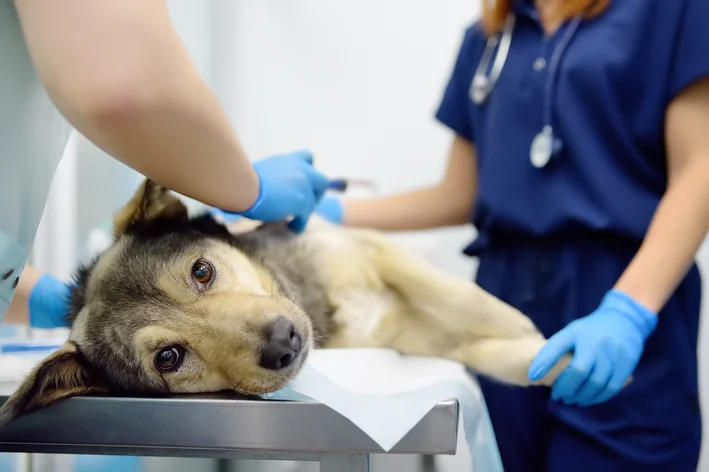 linfoma em cães