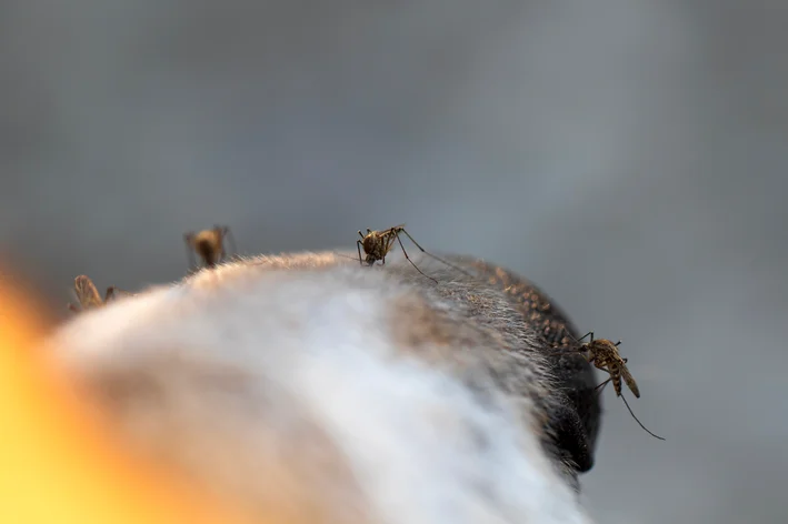 cachorro pega dengue