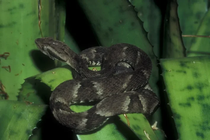 Jararaca-de-alcatrazes (Bothrops alcatraz)