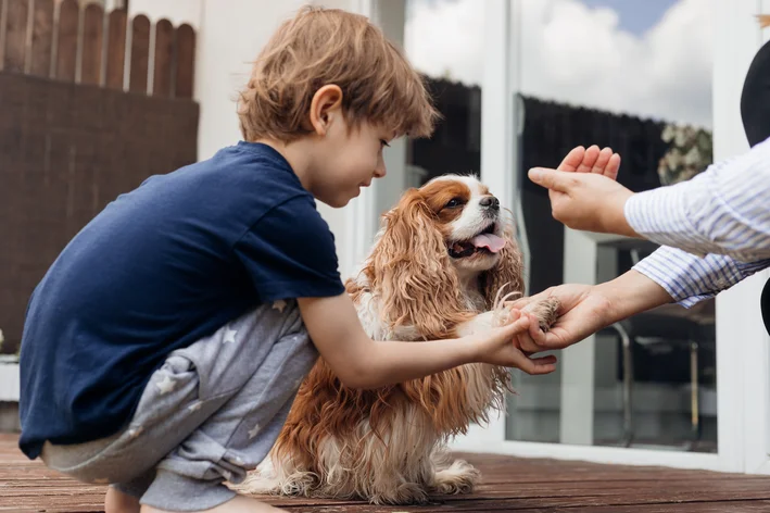 Cachorro lambendo o chão passando por adestramento