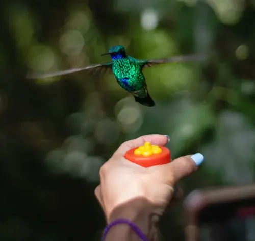 como atrair beija-flor