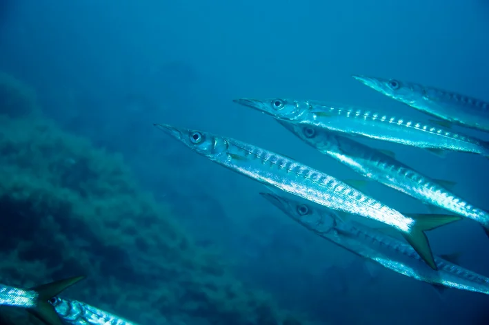 peixes barracuda no fundo do mar