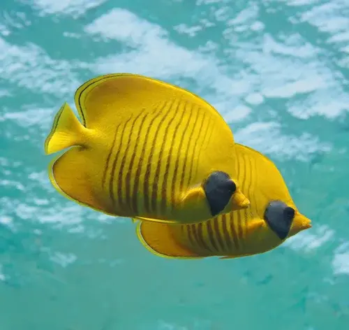 Peixes flutuando por causa da bexiga natatória