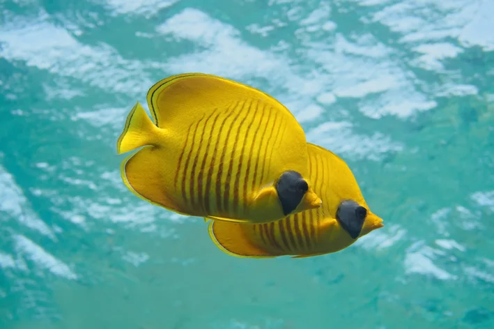 Peixes flutuando por causa da bexiga natatória