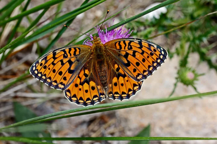 Boloria titânia na natureza