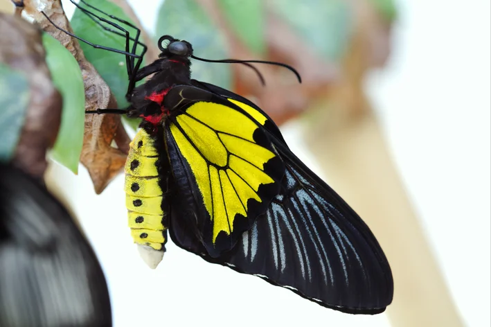 Buru Opalescent Birdwing