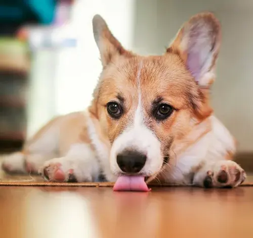 Cachorro lambendo o chão