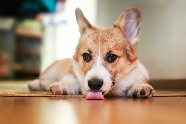 Cachorro lambendo o chão