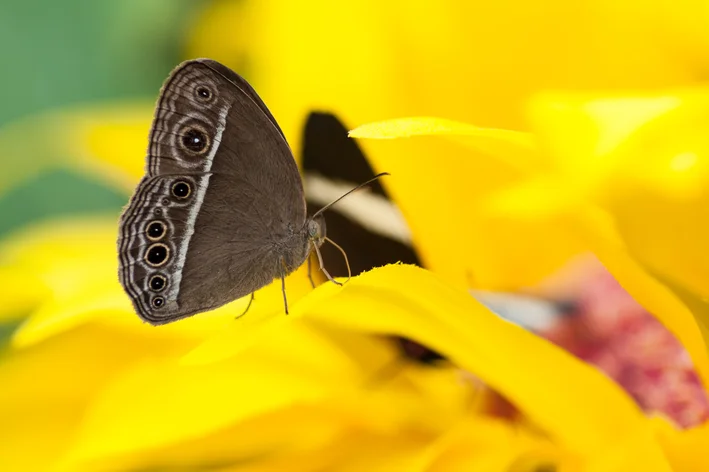 butterfly Caligo spp