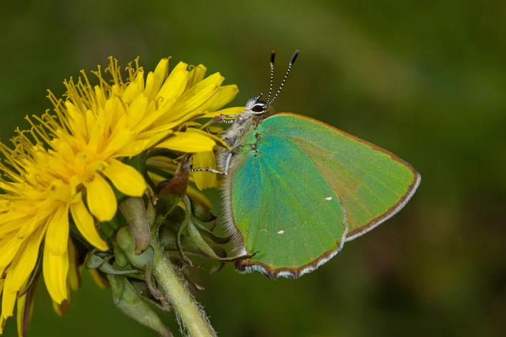 Callophrys rubi na folha