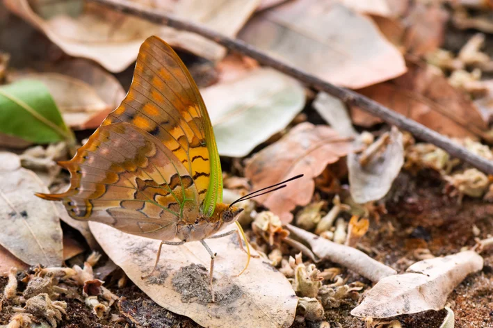 Charaxes candiope