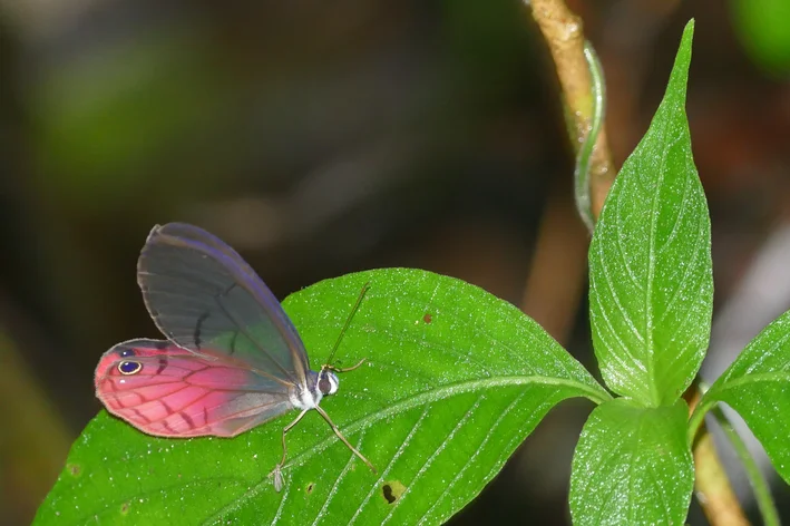 Cithaerias pireta na folha