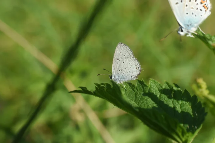 Cupido decoloratus