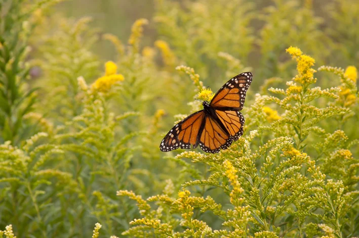 Danaus plexippus